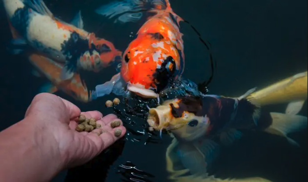 Koi Pond Fish Feeding